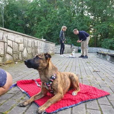 Gryfny Psiak Iga Paczyńska Szkolenie psów Opole - zoopsycholog - behawiorysta w Opolu- Katowice